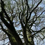 Orée Des Bois