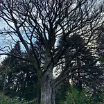 Orée Des Bois *