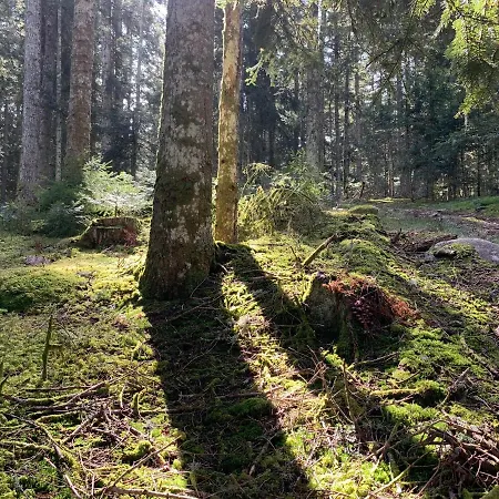 Casa vacanze Orée Des Bois Vertolaye
