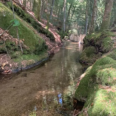 Orée Des Bois * Vertolaye